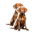 (2 Pack) Vizsla Dog Magnets - Loyal Hunting Dog Breed - Dog Mom Dad Fridge Decor - 5 Inches On Longest Side - Thick Durable Magnet - Made in USA - MAG29974