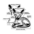 (2 Pack) Sphynx Cat Magnets - Funny Naked Cat Humor - Pet Parent Fridge Decor - Unique Animal Lover Item - 5 Inches On Longest Side - Thick Durable Magnet - Made in USA - MAG37346