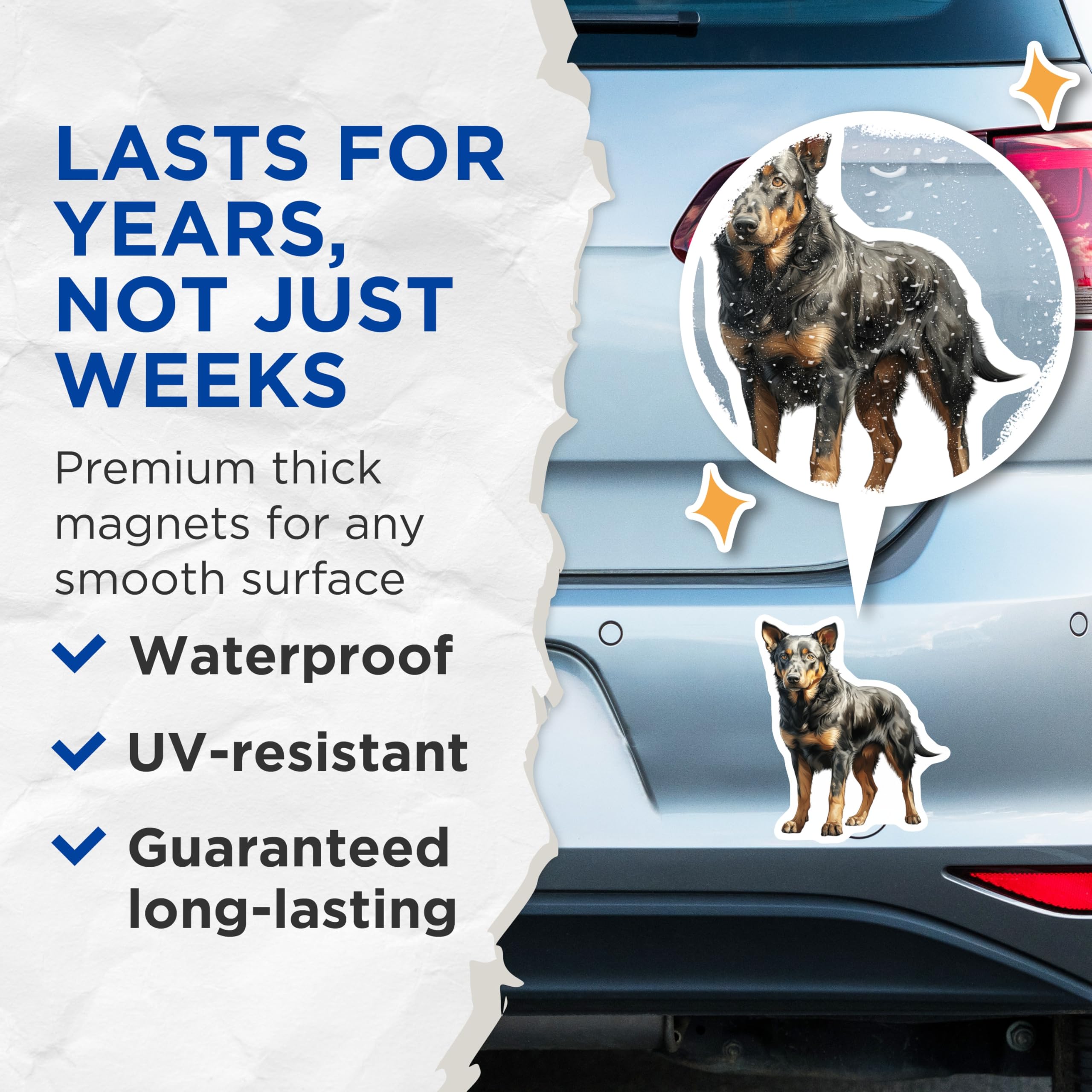 (2 Pack) Australian Cattle Dog Magnets - Blue Heeler Dog Art - Pet Portrait Refrigerator Magnets - 5 Inches On Longest Side - Thick Durable Magnet - Made in USA - MAG30154