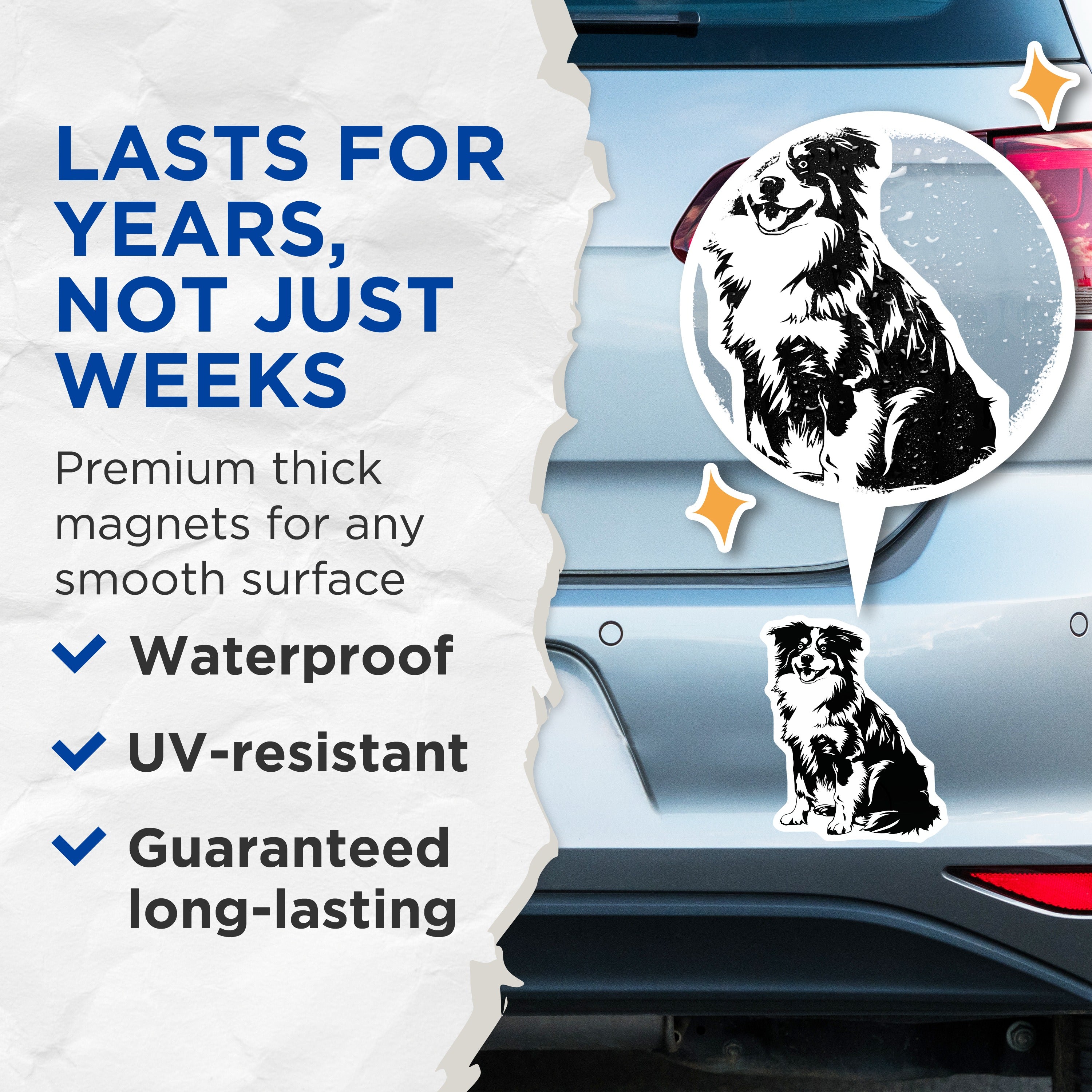 (2 Pack) Border Collie Magnets - Dog Lover Decor - Pet Owner Fridge Accessories - 5 Inches On Longest Side - Thick Durable Magnet - Made in USA - MAG39005