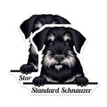 (2 Pack) Standard Schnauzer Dog Stickers - Pet Lover Stickers - Cute Animal Stickers - 5" On Longest Side - Sticks to Smooth Flat Surfaces - Made in USA - BMCS4225