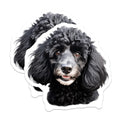 (2 Pack) Black Poodle Dog Magnets - Poodle Owner - Pet Lover Gift Idea - 5 Inches On Longest Side - Thick Durable Magnet - Made in USA - MAG28779