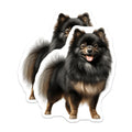 (2 Pack) Black Pomeranian Magnets - Fluffy Dog Decor - Pomeranian Mom Lover Item - 5 Inches On Longest Side - Thick Durable Magnet - Made in USA - MAG28308