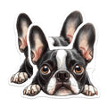 (2 Pack) Boston Terrier Magnets - Cute Dog Fridge Magnets - Pet Lover Decor - 5" On Longest Side - Premium Magnet - for Cars, Refrigerators, Toolboxes, Lockers - Made in USA - MAG16211