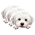 (3 Pack) Maltese Dog Decals - Puppy Dog Stickers - Laptop Decals - 3 Inches On Longest Side - Easy Peel & Apply - Made in USA - 3MCS8706