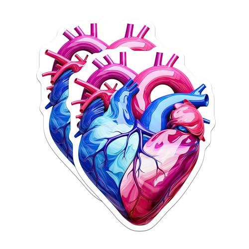 (2 Pack) Heart Anatomy Stickers - Medical Art - Blue Pink Heart Design - 5" On Longest Side - Sticks to Smooth Flat Surfaces - Made in USA - BMCS6624