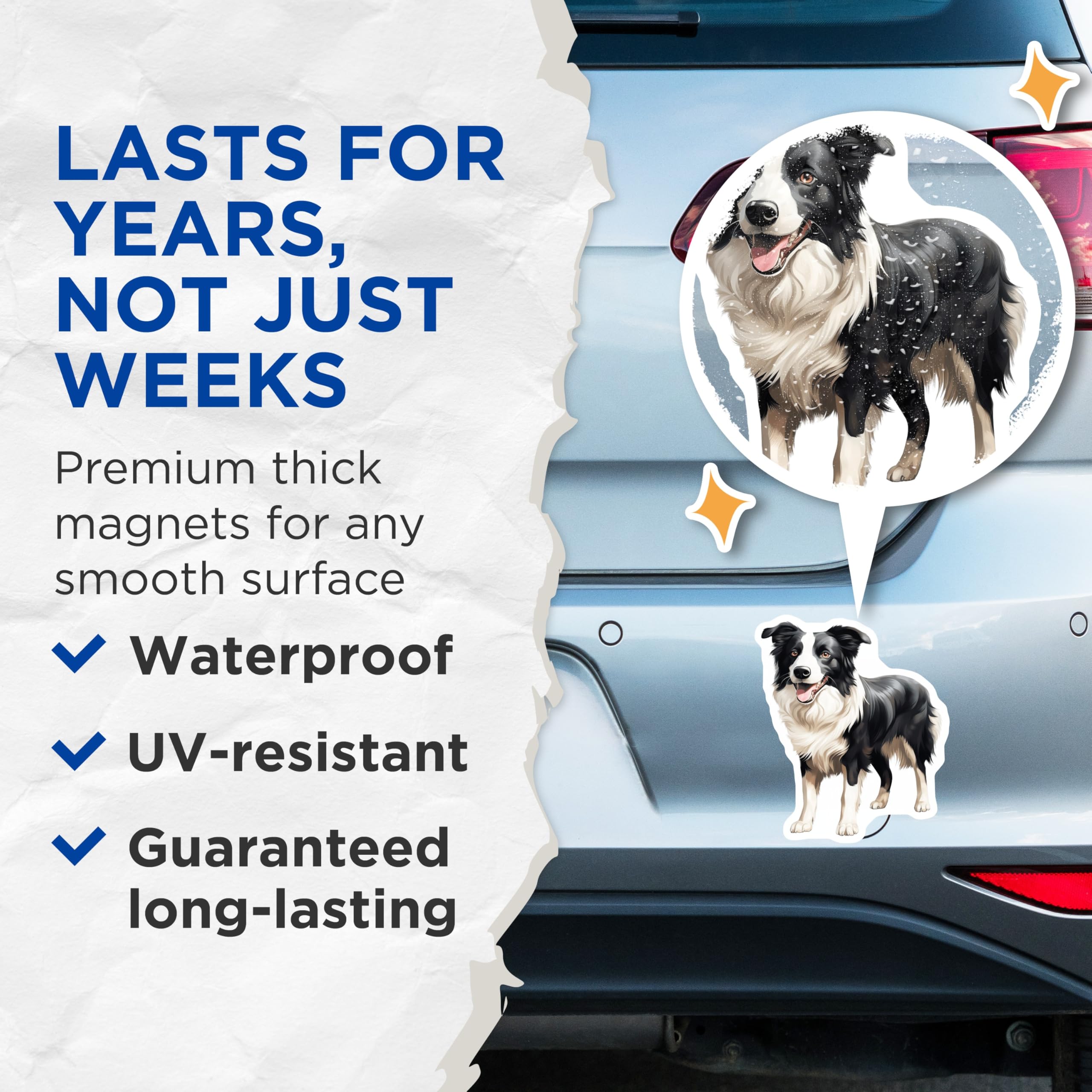 (2 Pack) Border Collie Magnets - Dog Lover Fridge Decor - Pet Owner Accessory - Cute Canine Art for Dog Mom - 5 Inches On Longest Side - Thick Durable Magnet - Made in USA - MAG30778