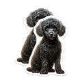 (2 Pack) Black Poodle Puppy Magnets - Adorable Dog Lover Kitchen Decor - Pet Parent Refrigerator Accessories - 5 Inches On Longest Side - Thick Durable Magnet - Made in USA - MAG30408