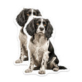 (2 Pack) Springer Spaniel Dog Magnets - Black White Canine Art - Pet Lover Refrigerator Decor - Spaniel Owner Housewarming - 5 Inches On Longest Side - Thick Durable Magnet - Made in USA - MAG29076