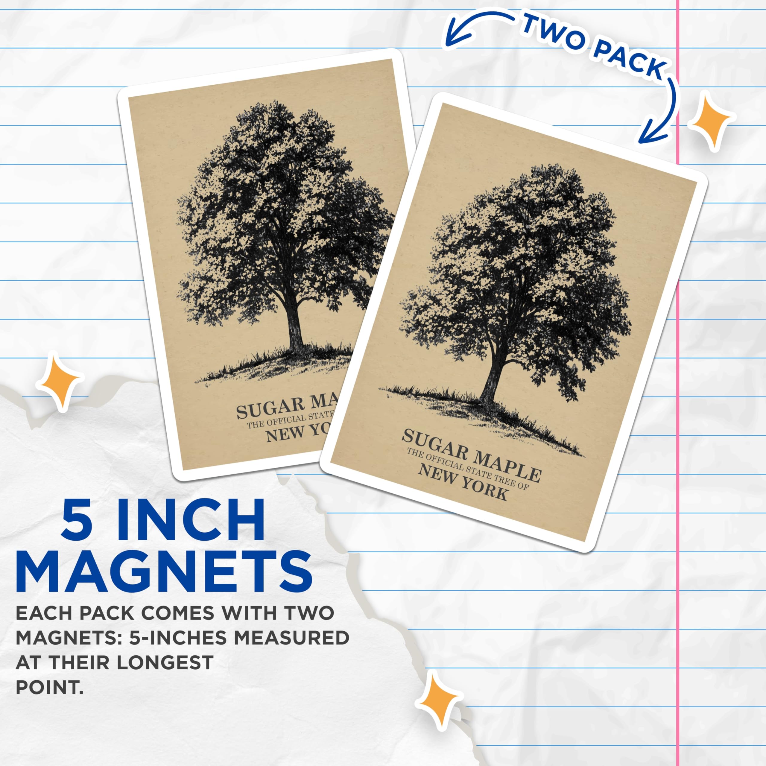 Sugar Maple Tree Art T-Shirt, New York State Tree, Botanical Tee, Nature Lover Gift, Magnet - 5" On Longest Side - Premium Magnet - for Cars, Refrigerators, Toolboxes, Lockers - Made in USA - MAG18453