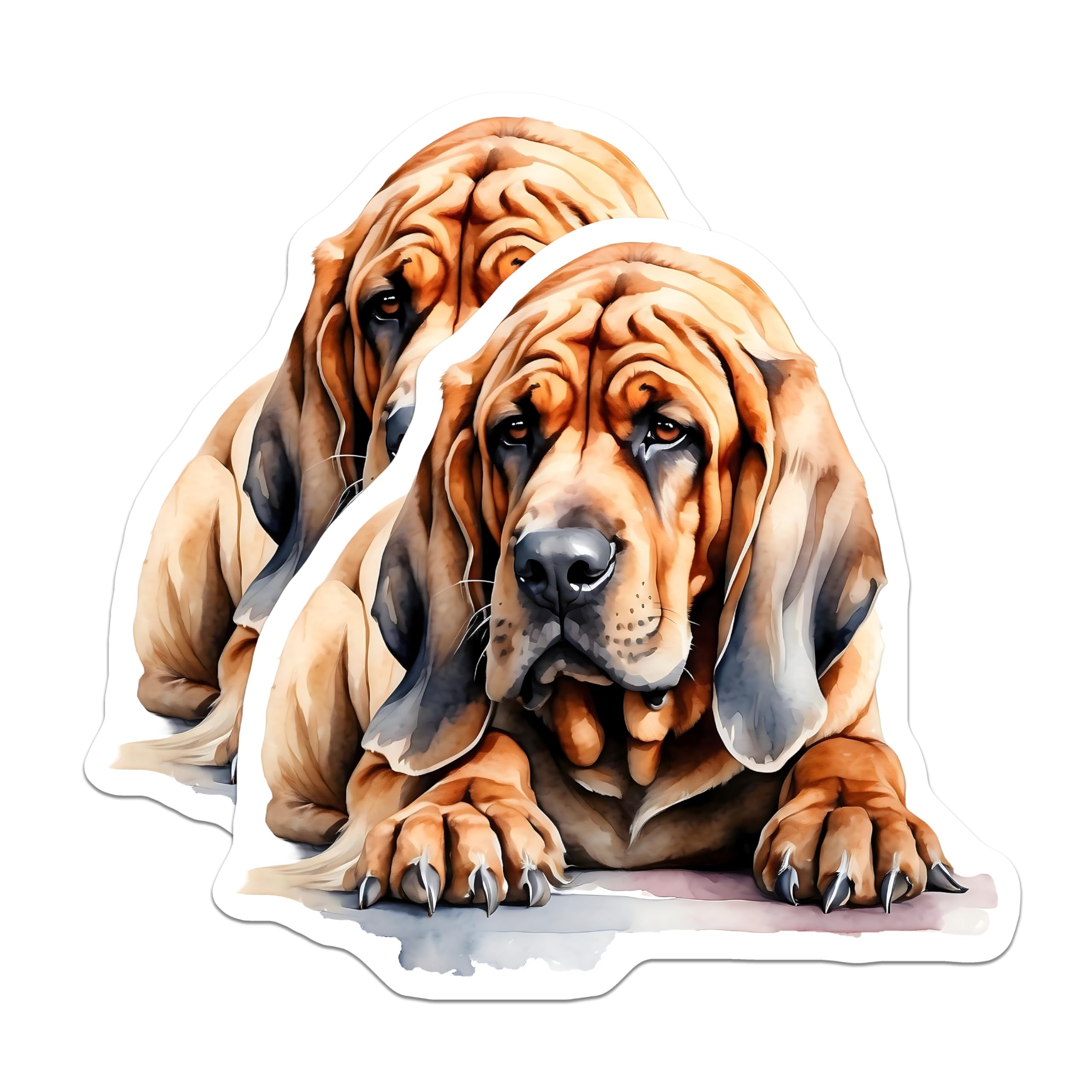 (2 Pack) Bloodhound Magnets - Dog Breed Art Magnets - Hound Dog Fridge Magnets - 5" On Longest Side - Premium Magnet - for Cars, Refrigerators, Toolboxes, Lockers - Made in USA - MAG15283