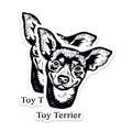 (2 Pack) Toy Terrier Dog Magnets - Cute Pet Fridge Magnets - Animal Lover Kitchen - 5" On Longest Side - for Cars, Fridges, Toolboxes - Made in USA - MAG4030