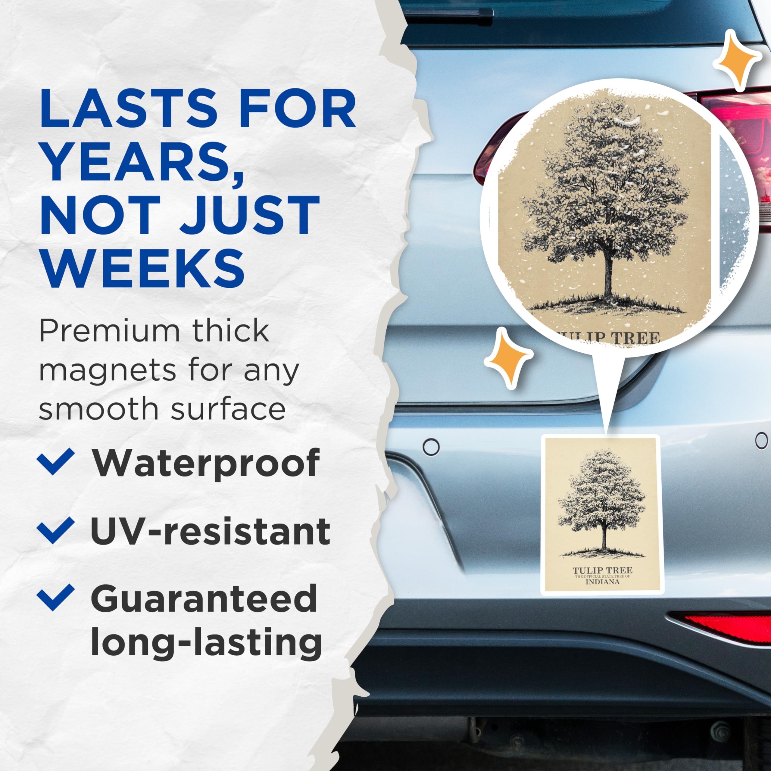 (2 Pack) Tulip Tree Magnets - Indiana State Tree Decor - Botanical Magnets - 5" On Longest Side - Premium Magnet - for Cars, Refrigerators, Toolboxes, Lockers - Made in USA - MAG18237