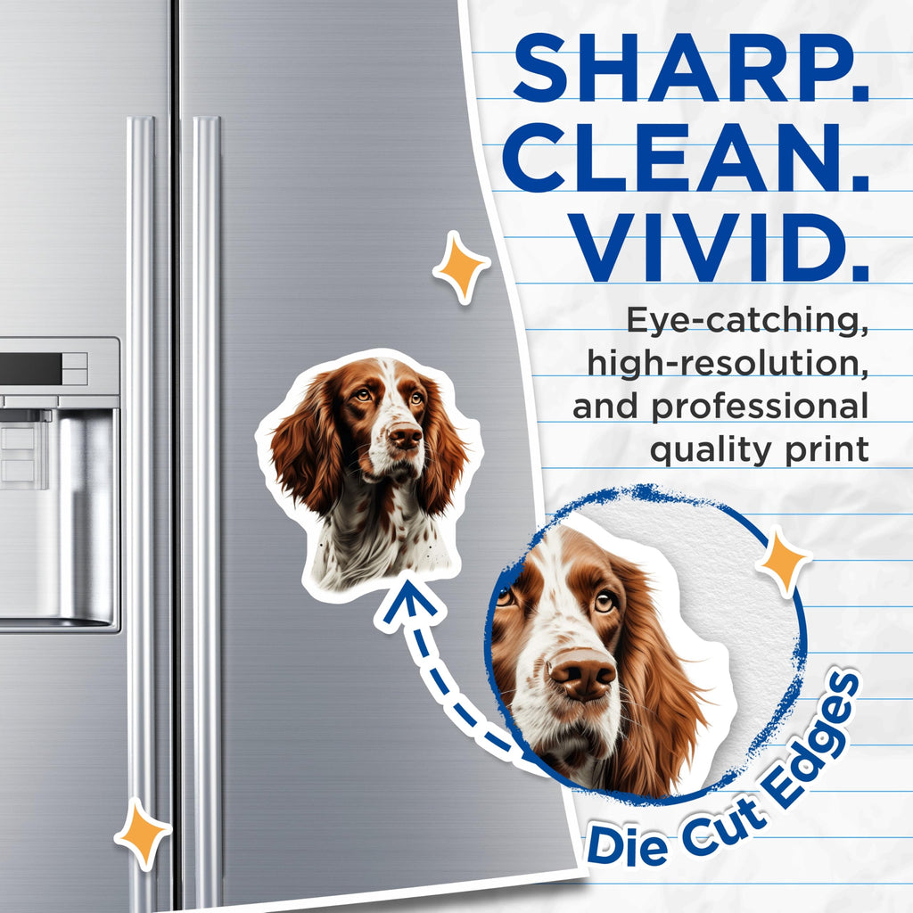 (2 Pack) Springer Spaniel Dog Portrait Magnets - Pet Lover Canine Art - Dog Mom Decor Fridge Magnets - 5 Inches On Longest Side - Thick Durable Magnet - Made in USA - MAG27652