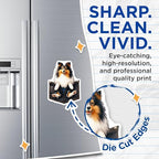 (2 Pack) Sheltie Dog Magnets - Cute Dog Refrigerator - Pet Lover Kitchen ation - 5" On Longest Side - for Cars, Fridges, Toolboxes - Made in USA - MAG4400