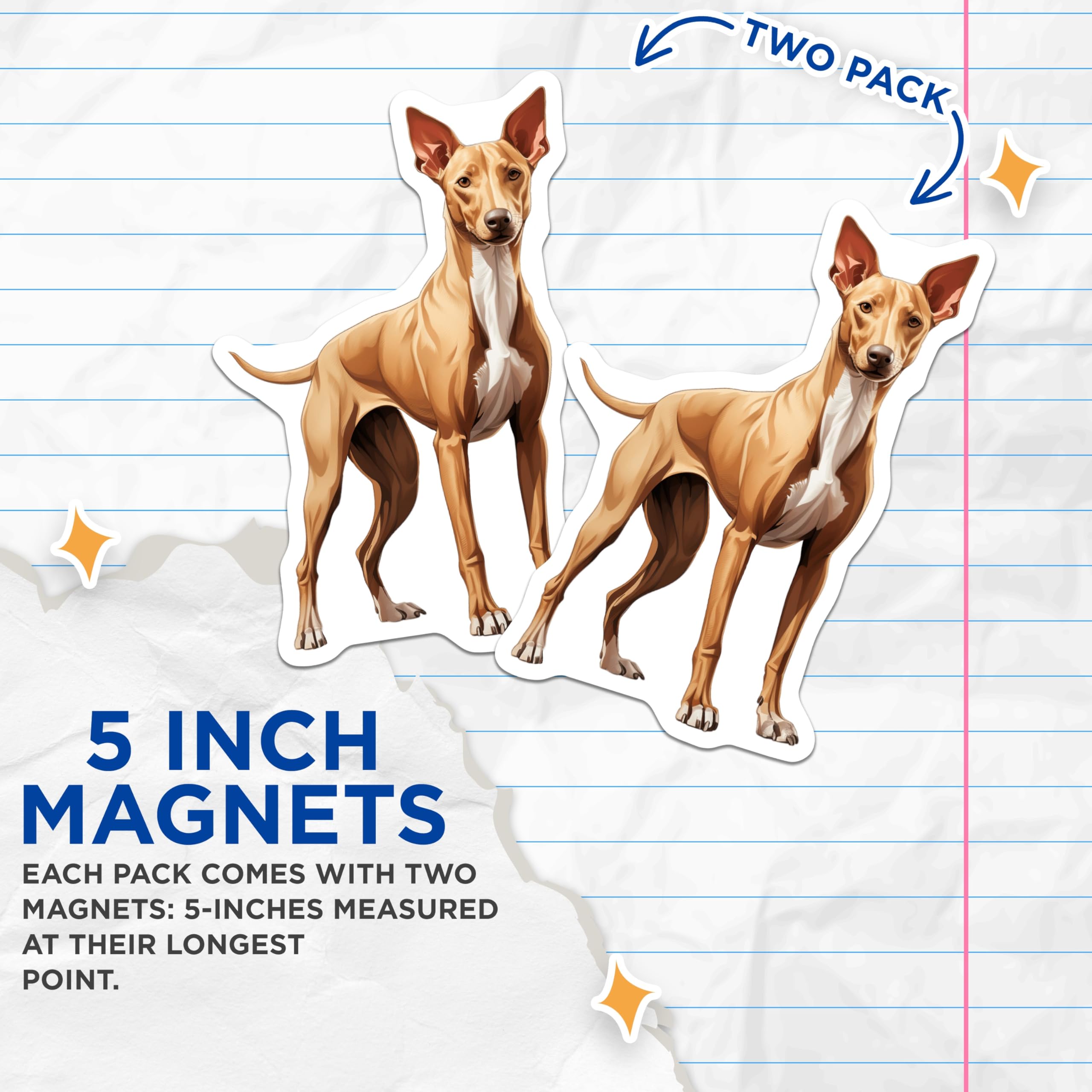 (2 Pack) Ibizan Hound Magnets - Podenco Dog Art - Sighthound Lover Decor - Pet Parent Kitchen Accent - Dog Mom Dad Present - 5 Inches On Longest Side - Thick Durable Magnet - Made in USA - MAG29018