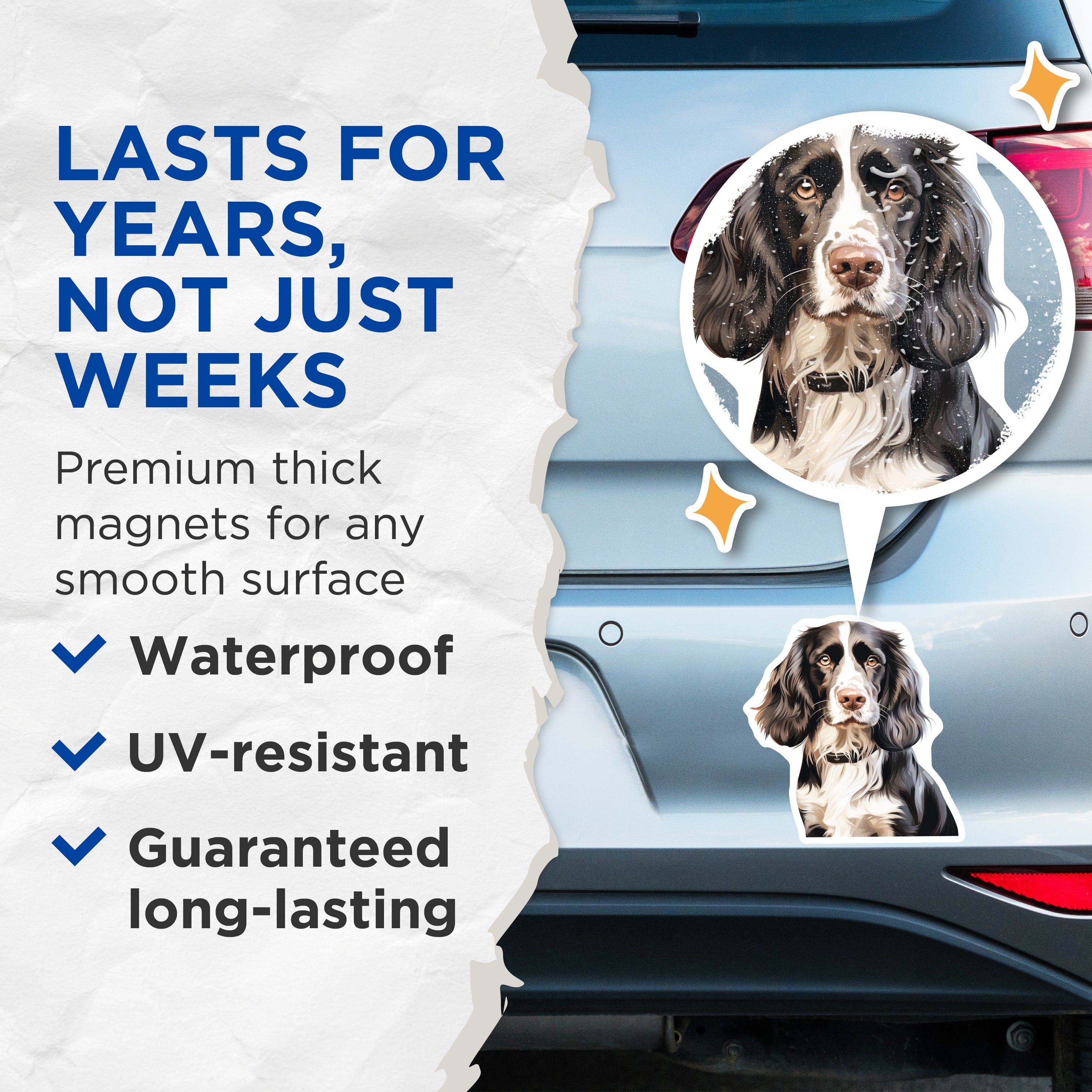 (2 Pack) Springer Spaniel Magnets - Detailed Dog Portrait Decor - Animal Lover Fridge Accent - Canine Owner Art Display - 5 Inches On Longest Side - Thick Durable Magnet - Made in USA - MAG37019