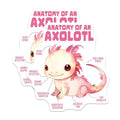 (2 Pack) Anatomy of an Axolotl Stickers - Cute Aquarium Art - Funny Animal Lover Gift - 5" On Longest Side - Sticks to Smooth Flat Surfaces - Made in USA - BMCS7782