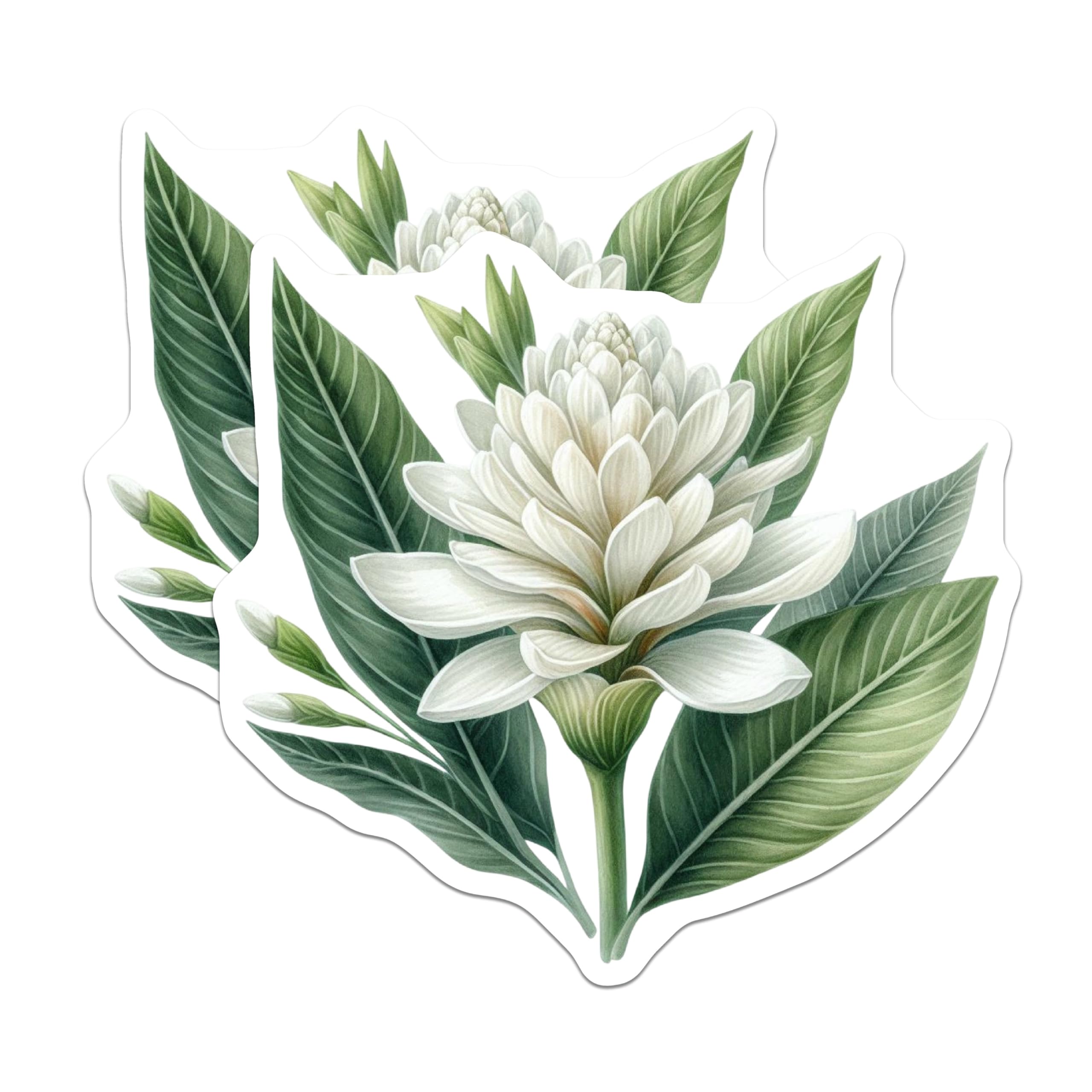(2 Pack) White Ginger Lily Magnets - Tropical Botanical Flower Art - Refrigerator Kitchen Decor - Elegant Garden Plant Motif - 5 Inches On Longest Side - Thick Durable Magnet - Made in USA - MAG20353
