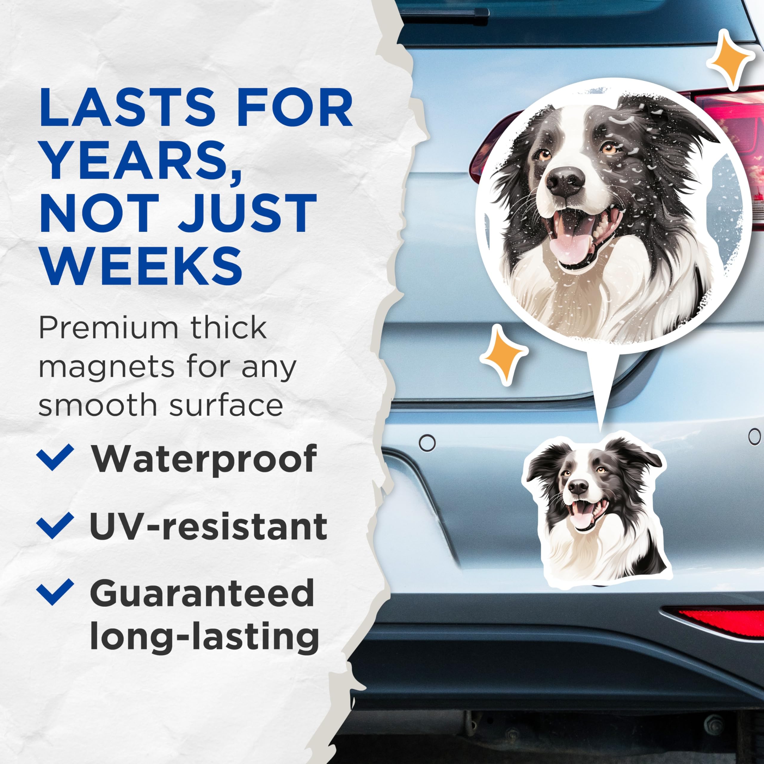 (2 Pack) Border Collie Magnets - Dog Lover Decor - Pet Parent Present - Happy Canine Refrigerator Artwork - 5 Inches On Longest Side - Thick Durable Magnet - Made in USA - MAG25726