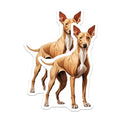 (2 Pack) Ibizan Hound Magnets - Podenco Dog Art - Sighthound Lover Decor - Pet Parent Kitchen Accent - Dog Mom Dad Present - 5 Inches On Longest Side - Thick Durable Magnet - Made in USA - MAG29018