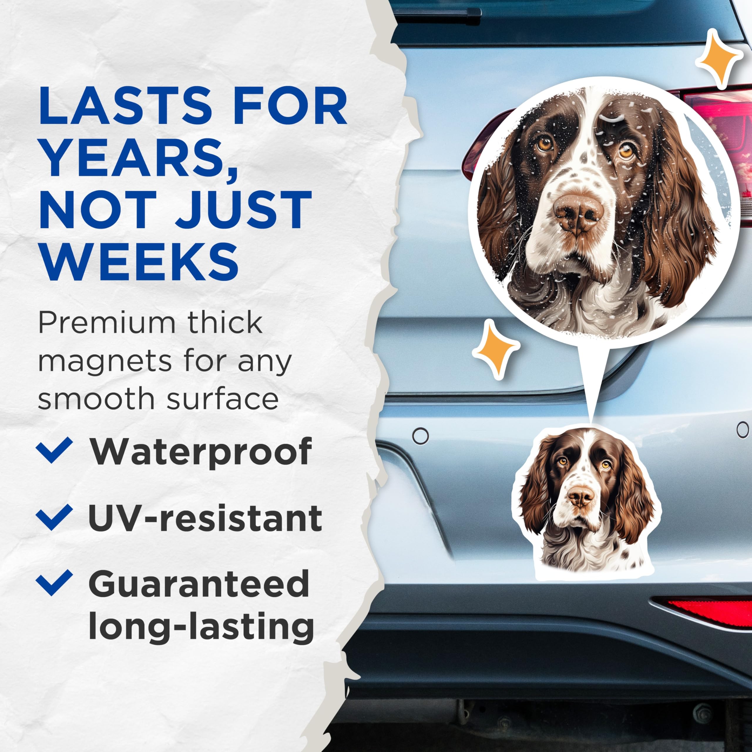 (2 Pack) Springer Spaniel Dog Magnets - Realistic Pet Portrait Art - Dog Owner Home Decor Accent for Refrigerator Locker - 5 Inches On Longest Side - Thick Durable Magnet - Made in USA - MAG26081