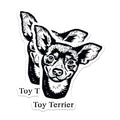 (2 Pack) Toy Terrier Stickers - Cute Dog Stickers - Pet Lover Stickers - 5" On Longest Side - Sticks to Smooth Flat Surfaces - Made in USA - BMCS4030