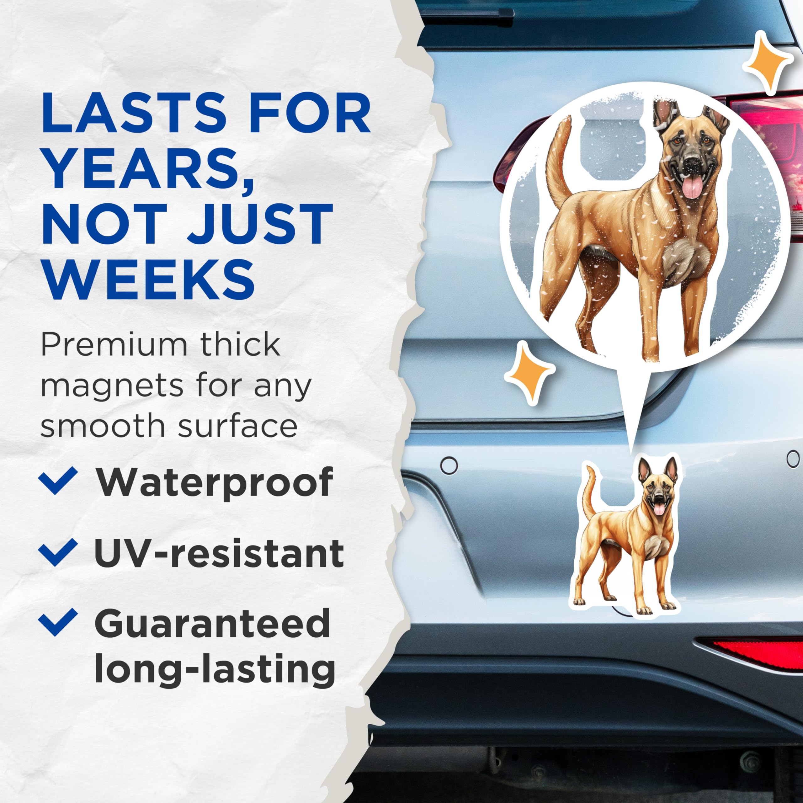 (2 Pack) Belgian Malinois Magnets - Malinois Dog Lover Decor - K9 Working Dog Breed Art - 5 Inches On Longest Side - Thick Durable Magnet - Made in USA - MAG27387