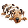 (3 Pack) Airedale Terrier Decals - Dog Breed Stickers - Laptop Decal - 3 Inches On Longest Side - Easy Peel & Apply - Made in USA - 3MCS8580