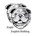 (2 Pack) English Bulldog Magnets - Dog Lover - Animal Art Fridge Accessories - 5" On Longest Side - for Cars, Fridges, Toolboxes - Made in USA - MAG4028