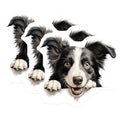 (3 Pack) Border Collie Decals - Dog Lover Decor - Cute Puppy Decals - 3 Inches On Longest Side - Easy Peel & Apply - Made in USA - 3MCS8644