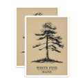 (2 Pack) White Pine Magnets - Maine State Tree - Botanical Decor - 5" On Longest Side - Premium Magnet - for Cars, Refrigerators, Toolboxes, Lockers - Made in USA - MAG18700