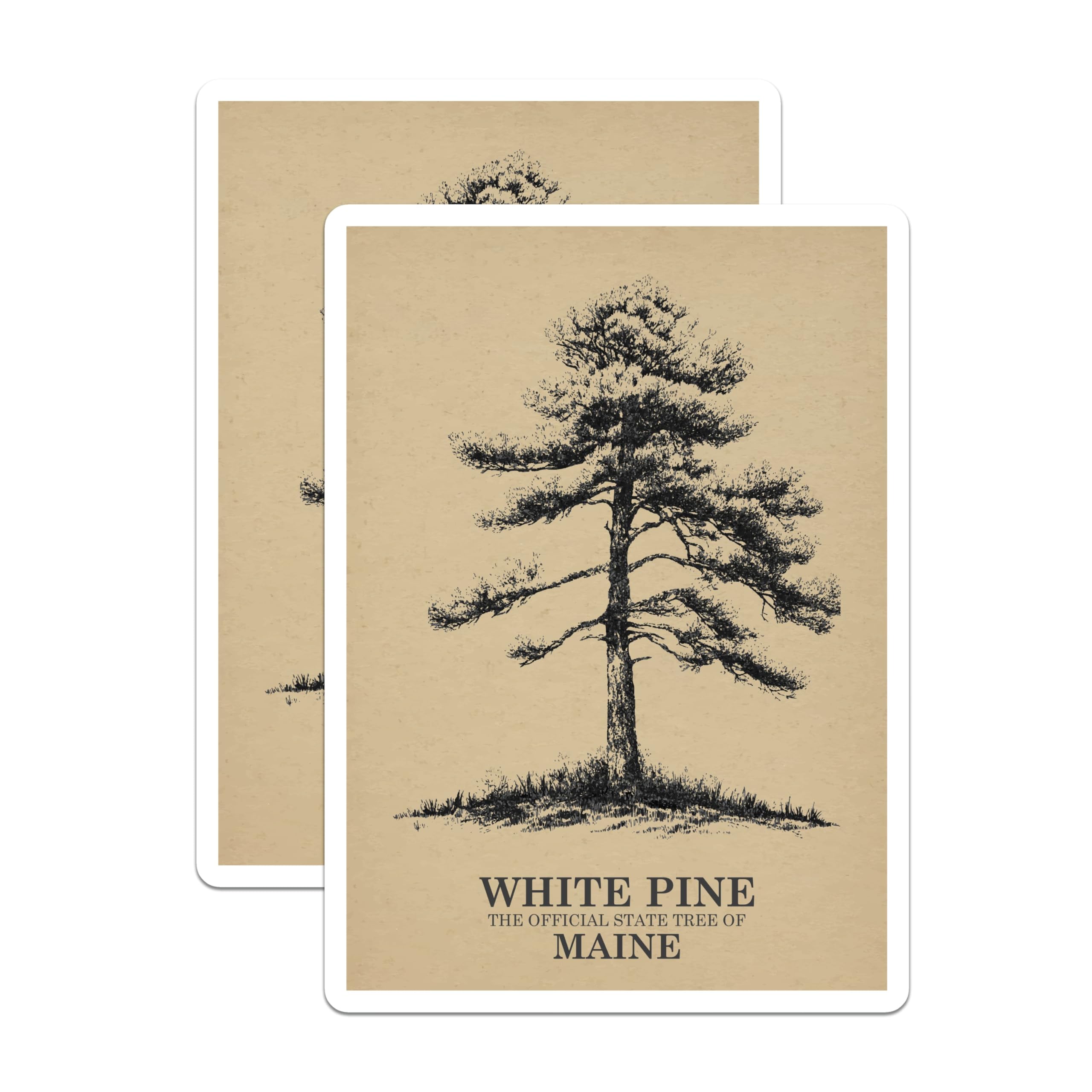 (2 Pack) White Pine Magnets - Maine State Tree - Botanical Decor - 5" On Longest Side - Premium Magnet - for Cars, Refrigerators, Toolboxes, Lockers - Made in USA - MAG18700