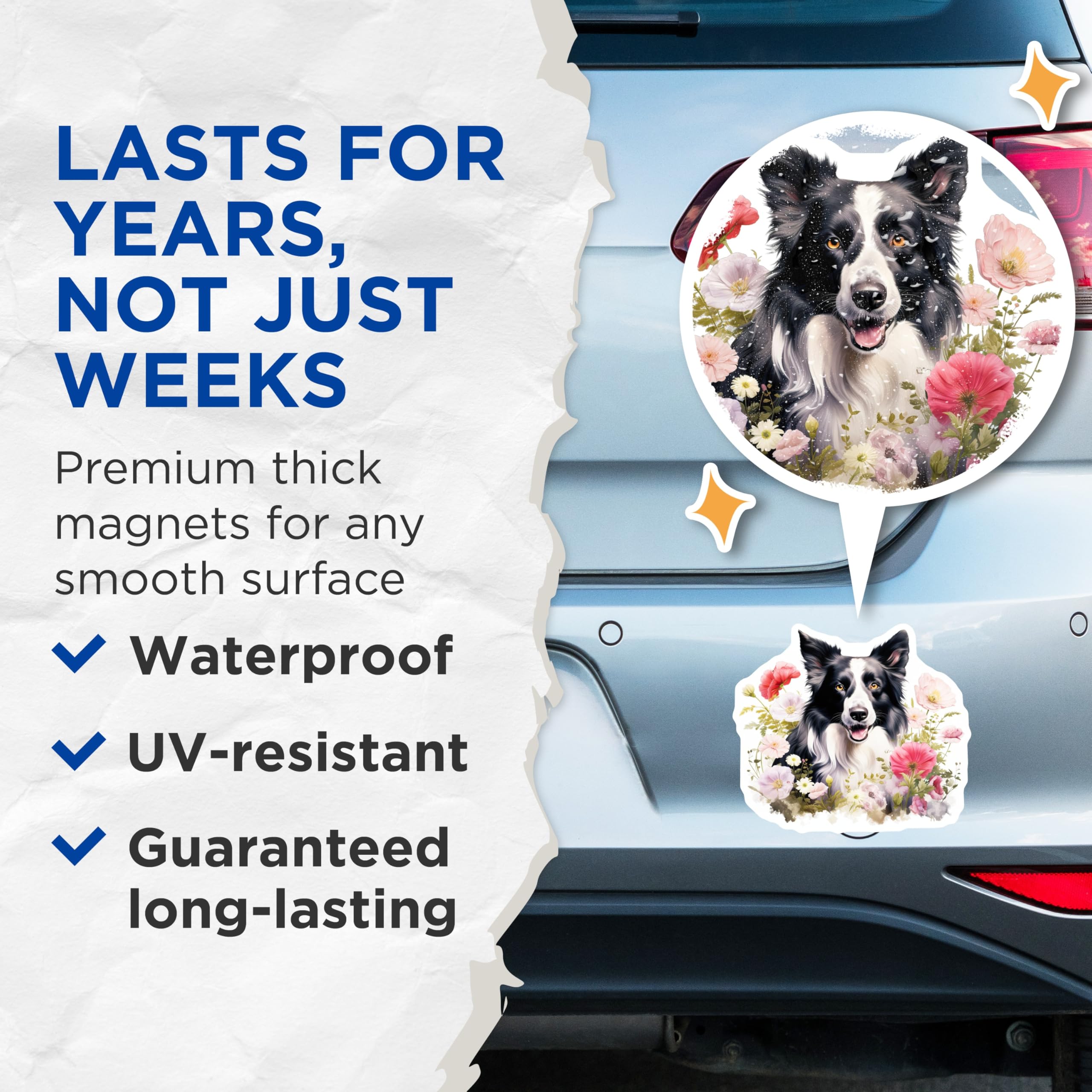 (2 Pack) Border Collie Magnets - Whimsical Floral Dog Art - Happy Pet Animal Decor - Refrigerator Locker Magnets - 5 Inches On Longest Side - Thick Durable Magnet - Made in USA - MAG23825