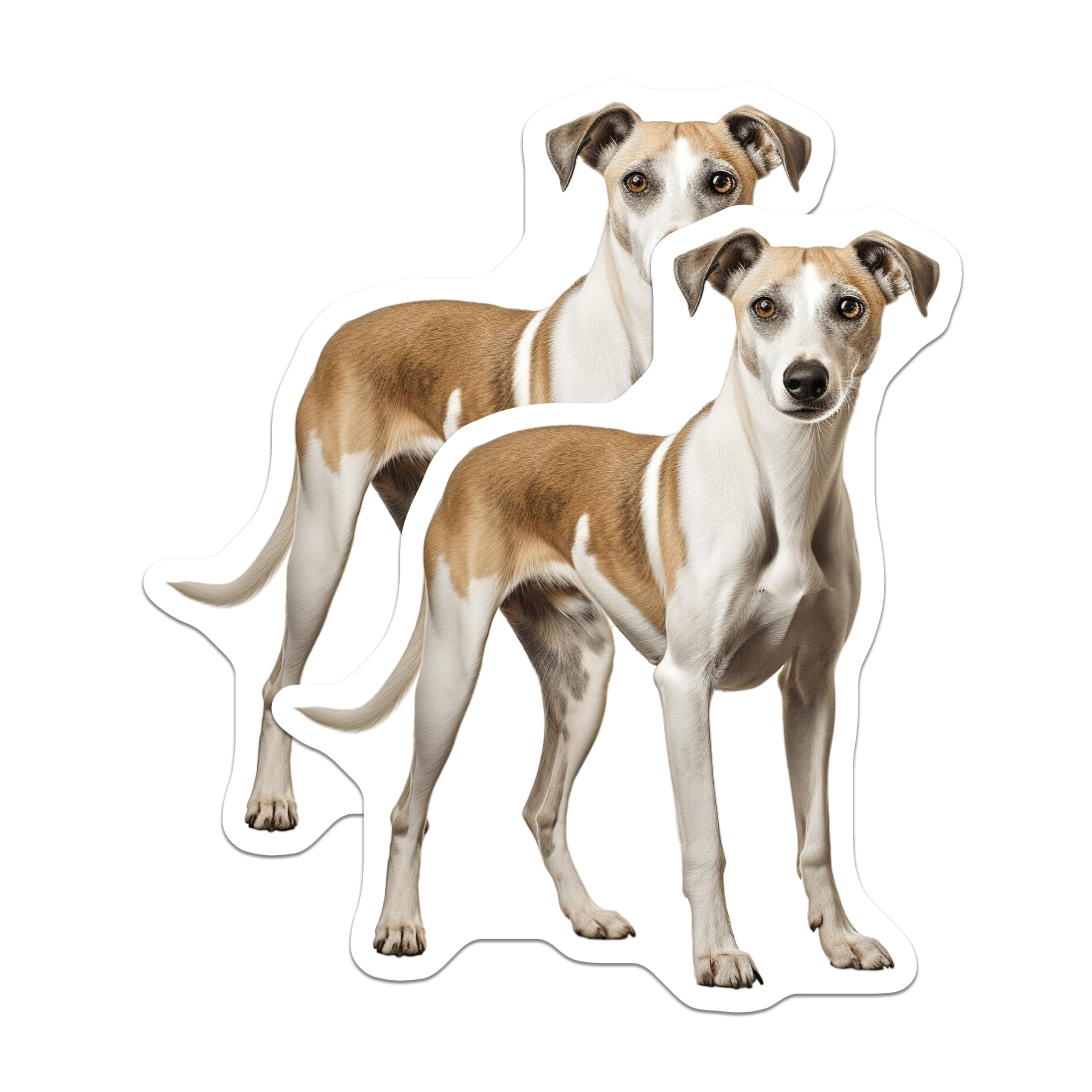 (2 Pack) Whippet Dog Magnets - Sighthound Fridge Decor - Pet Lover Animal Art - 5 Inches On Longest Side - Thick Durable Magnet - Made in USA - MAG28965