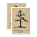 (2 Pack) Western White Pine Magnets - Idaho State Tree - Nature Decor - 5" On Longest Side - Premium Magnet - for Cars, Refrigerators, Toolboxes, Lockers - Made in USA - MAG17178