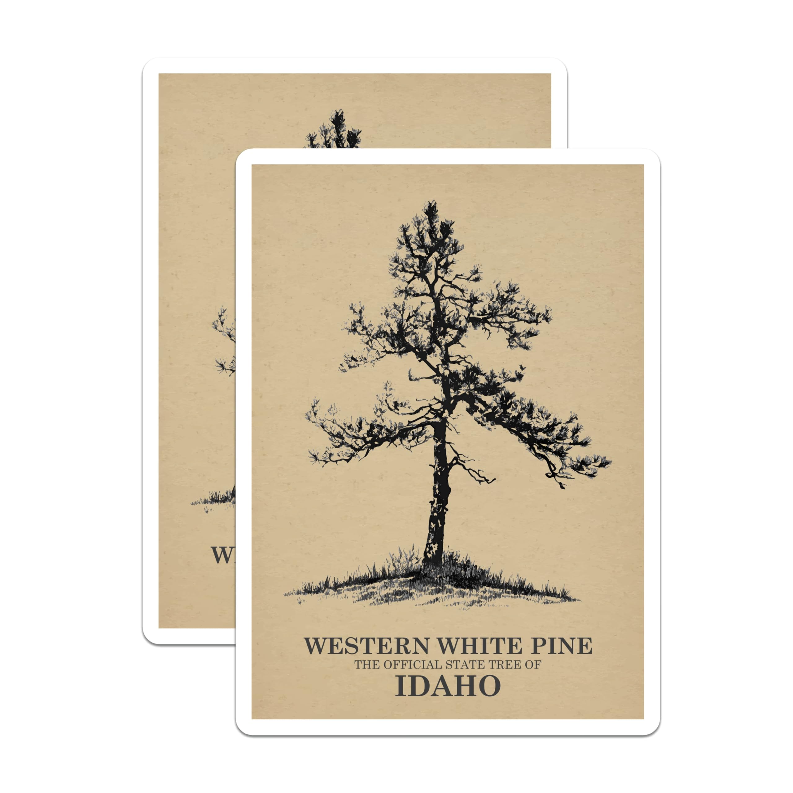 (2 Pack) Western White Pine Magnets - Idaho State Tree - Nature Decor - 5" On Longest Side - Premium Magnet - for Cars, Refrigerators, Toolboxes, Lockers - Made in USA - MAG17178