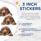 (3 Pack) Bloodhound Dog Decals - Cute Puppy Stickers - Pet Lover Decals - 3 Inches On Longest Side - Easy Peel & Apply - Made in USA - 3MCS8638