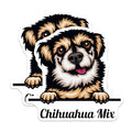 (2 Pack) Chihuahua Mix Stickers - Cute Dog Stickers - Puppy Decal Stickers - 5" On Longest Side - Sticks to Smooth Flat Surfaces - Made in USA - BMCS4214