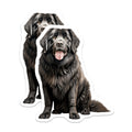 (2 Pack) Newfoundland Dog Magnets - Newfie Breed Decor - Pet Lover Accessory - 5 Inches On Longest Side - Thick Durable Magnet - Made in USA - MAG28979
