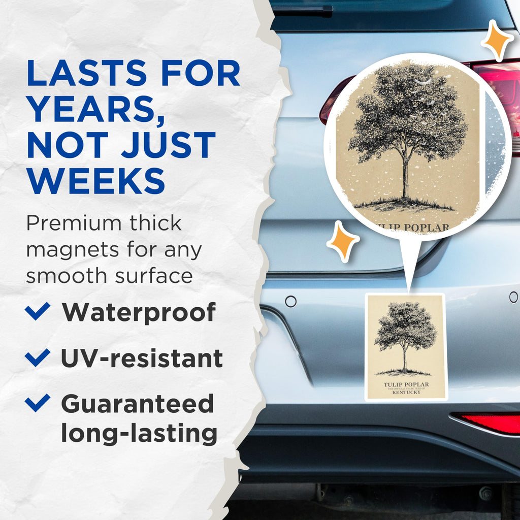 (2 Pack) Tulip Poplar Magnets - Kentucky State Tree - Botanical Art Magnet - 5" On Longest Side - Premium Magnet - for Cars, Refrigerators, Toolboxes, Lockers - Made in USA - MAG18203