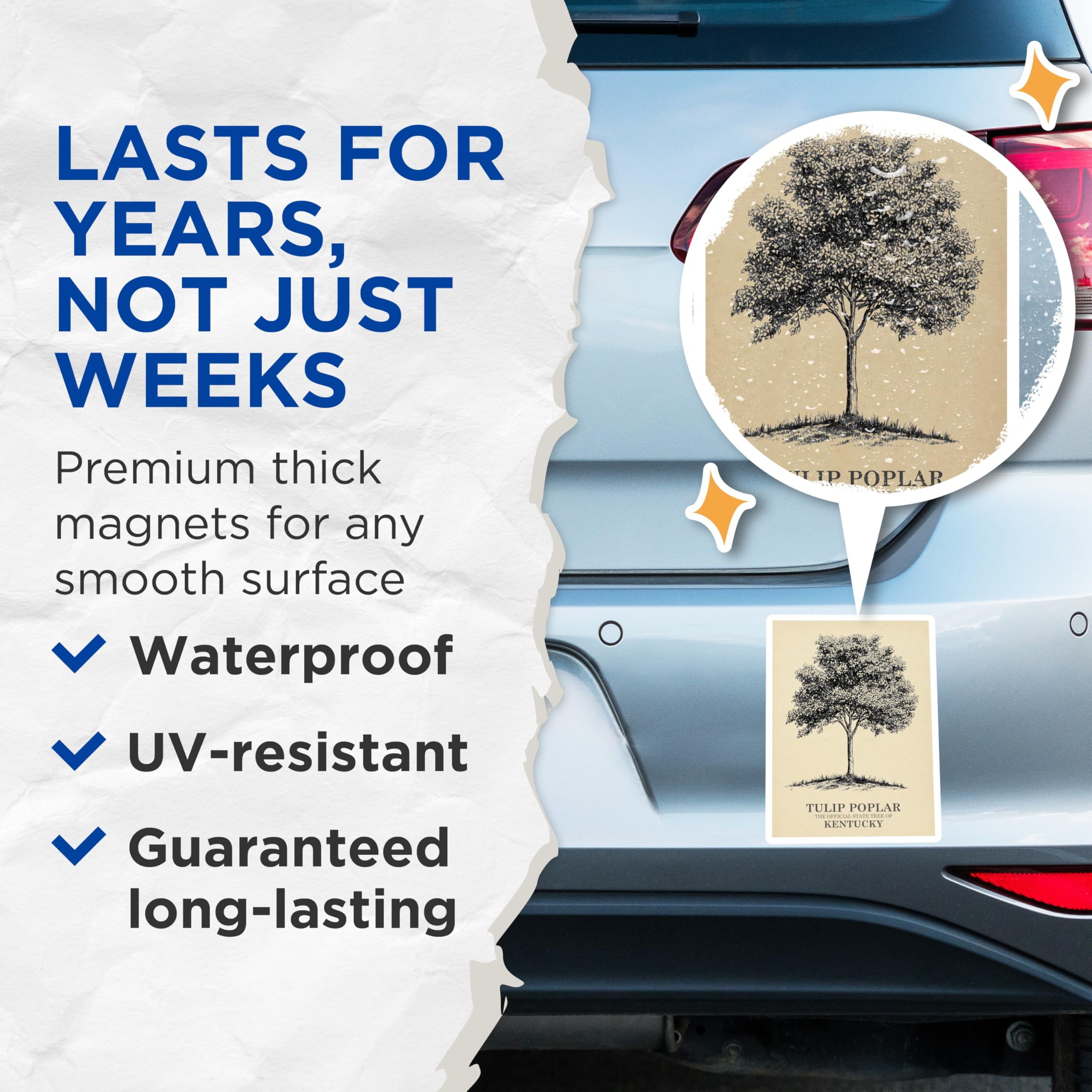 (2 Pack) Tulip Poplar Magnets - Kentucky State Tree - Botanical Art Magnet - 5" On Longest Side - Premium Magnet - for Cars, Refrigerators, Toolboxes, Lockers - Made in USA - MAG18203