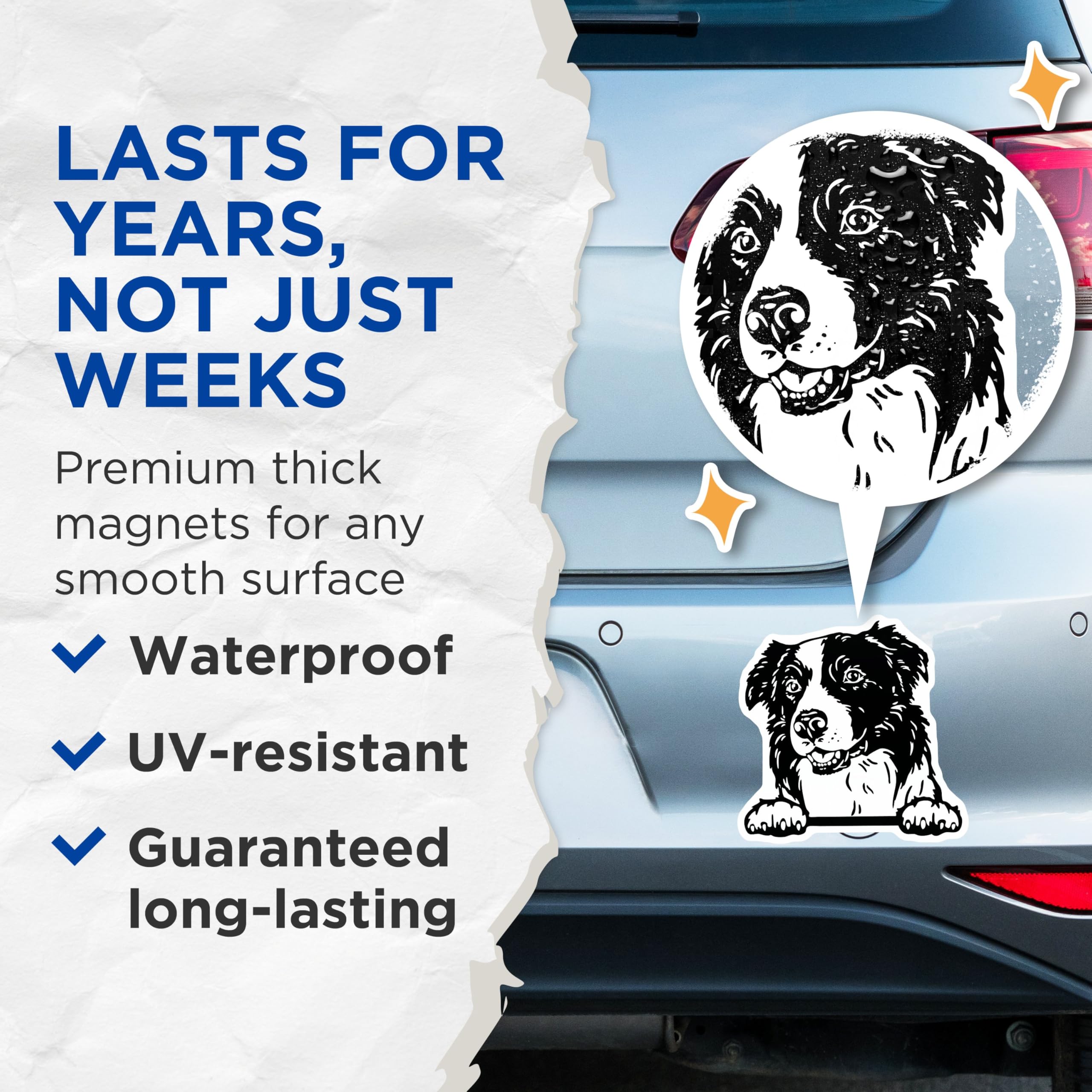 (2 Pack) Border Collie Dog Magnets - Dog Lover - Pet Themed Fridge Magnets - 5" On Longest Side - for Cars, Fridges, Toolboxes - Made in USA - MAG4046