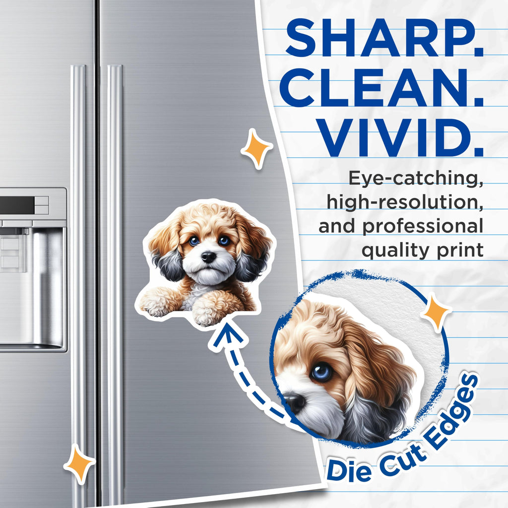 (2 Pack) Cavapoo Magnets - Dog Breed Magnet - Cute Animal Refrigerator Magnets - 5" On Longest Side - Premium Magnet - for Cars, Refrigerators, Toolboxes, Lockers - Made in USA - MAG14709