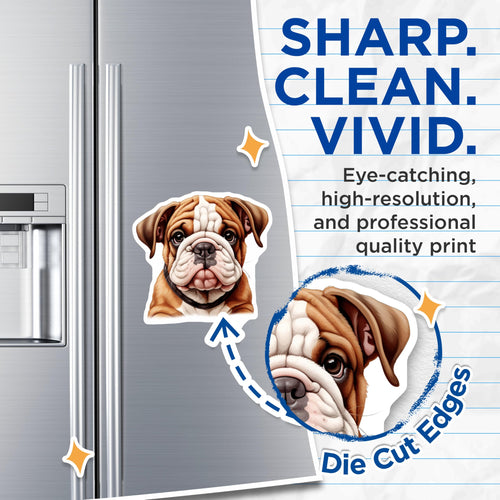 (2 Pack) Adorable English Bulldog Puppy Magnets - Cute Dog Lover Fridge Decor - Pet Owner Present - Locker Art - 5 Inches On Longest Side - Thick Durable Magnet - Made in USA - MAG25396