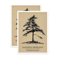 (2 Pack) Eastern Hemlock Stickers - Pennsylvania State Tree - Botanical Art Stickers - 5" On Longest Side - Sticks to Smooth Flat Surfaces - Made in USA - BMCS18355