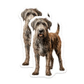 (2 Pack) Irish Wolfhound Dog Magnets - Pet Lover Home Decor - Dog Mom Fridge Accent - 5 Inches On Longest Side - Thick Durable Magnet - Made in USA - MAG25559