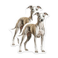 (2 Pack) Italian Greyhound Magnets - Graceful Whippet Dog Art - Sighthound Pet Lover Kennel Decor - Refrigerator Magnets - 5 Inches On Longest Side - Thick Durable Magnet - Made in USA - MAG24998
