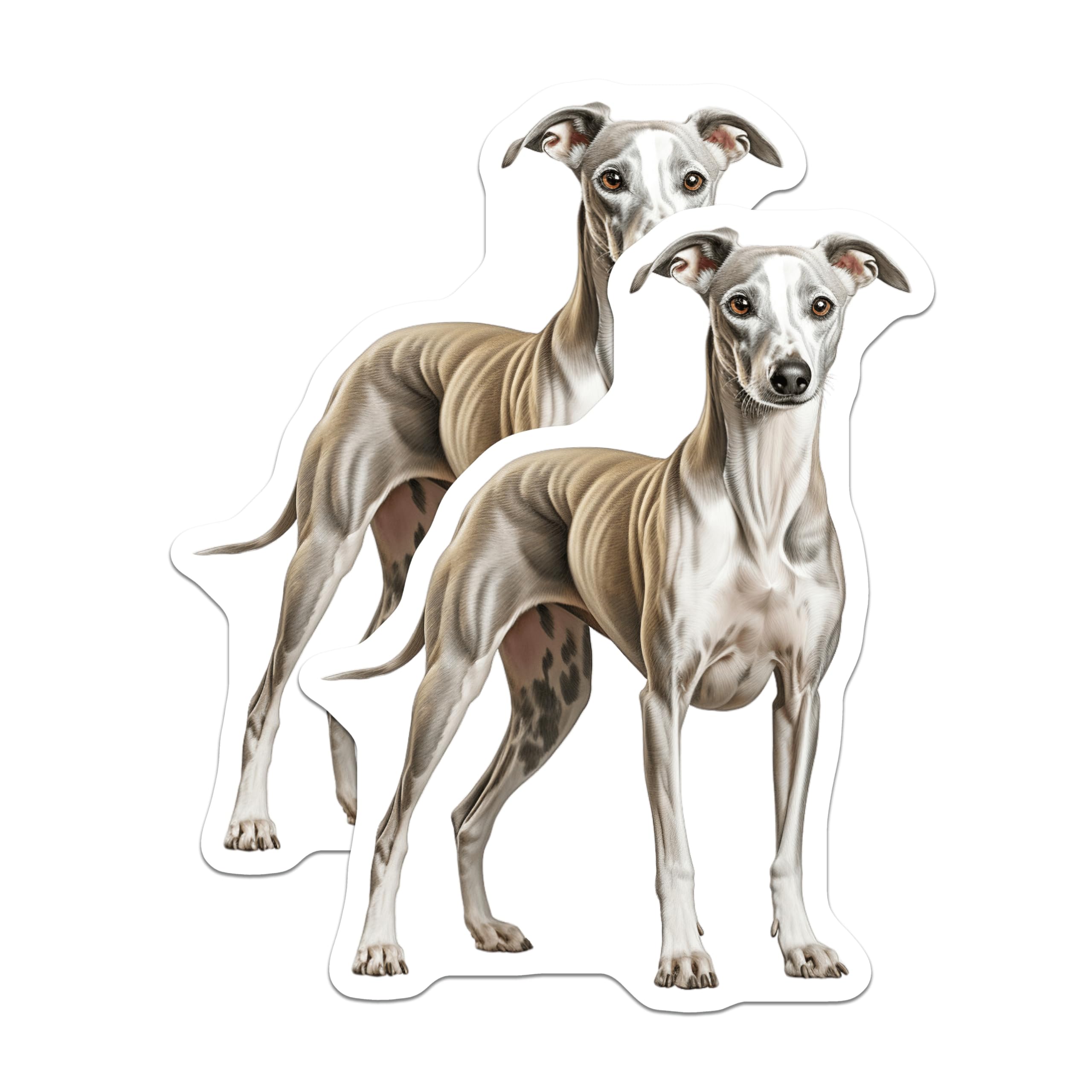 (2 Pack) Italian Greyhound Magnets - Graceful Whippet Dog Art - Sighthound Pet Lover Kennel Decor - Refrigerator Magnets - 5 Inches On Longest Side - Thick Durable Magnet - Made in USA - MAG24998