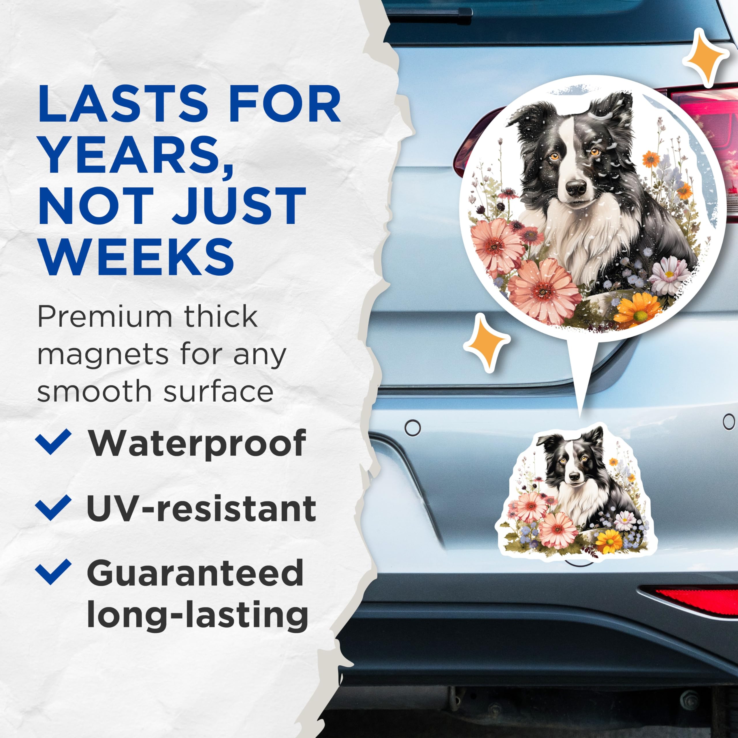 (2 Pack) Border Collie Magnets - Whimsical Floral Dog Art - Pet Lover Refrigerator Decor - Canine Companion Collectible - 5 Inches On Longest Side - Thick Durable Magnet - Made in USA - MAG24605